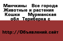 Манчкины - Все города Животные и растения » Кошки   . Мурманская обл.,Териберка с.